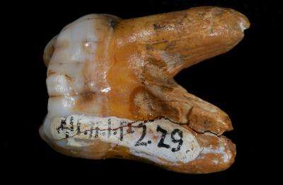 Fossil finger bone yields genome of a previously unknown human relative (w/ Video)