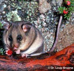 Can the past secure pygmy possum's future?