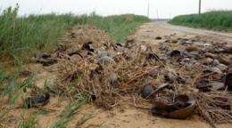 Climate change affects horseshoe crab numbers