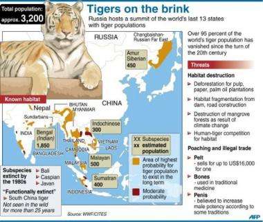 Graphic on the world's wild tiger populations