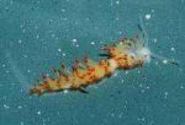 New species of sea slug discovered by UCSB marine scientist