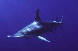 Scientists track great hammerhead shark migration