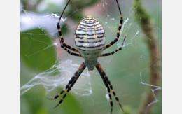 Scientists untangle spider web stickiness