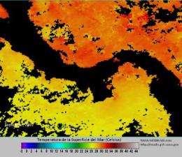 Smithsonian reports regional sea temperature rise and coral bleaching event in Western Caribbean