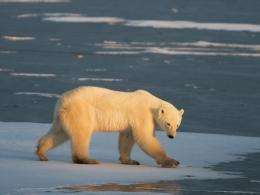 The United States has classified the polar bear as "threatened," but not endangered