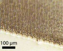 Researchers create highly absorbing, flexible solar cells with silicon wire arrays