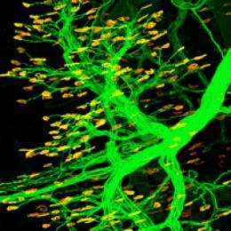 Researchers discover that stem cell marker regulates synapse formation