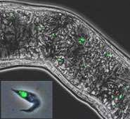 Shining a light on trypanosome reproduction