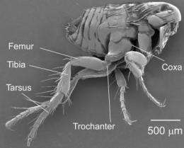 44-year-old mystery of how fleas jump resolved
