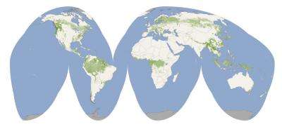 First-of-its-kind map details the height of the globe's forests