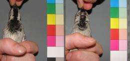 Status symbols of house sparrows: High testosterone darkens their bill