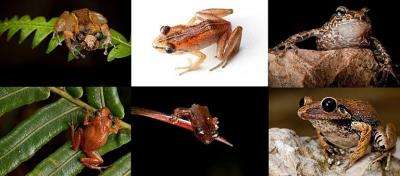 Conservationists say they have found six rare frog species that are unique to the Caribbean nation of Haiti