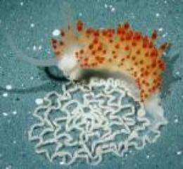 New species of sea slug discovered by UCSB marine scientist