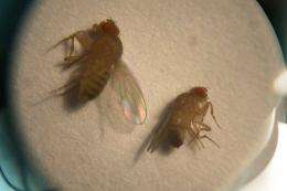 Scientists decode genomes of sexually precocious fruit flies