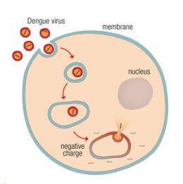 Scientists discover how dengue virus infects cells