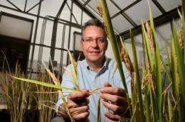 University of Arizona-led group awarded $9.9 million to develop 'super rice'
