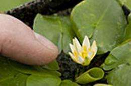 Smallest waterlily in the world brought back from the brink of extinction at Kew Gardens