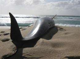 56 pilot whales die after stranding on NZ beach (AP)