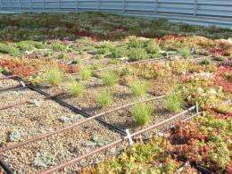 5 standout species for extensive green roofs