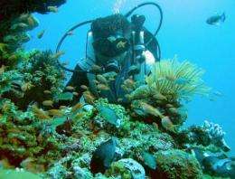 Scientists say corals are vital to marine life because they provide habitats for a vast variety of creatures