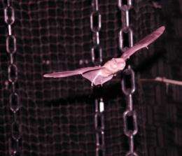 Researchers discover how bats avoid collisions