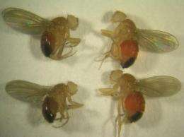 Caltech researchers identify genes and brain centers that regulate meal size in flies