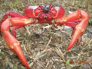 Scientists discover key to Christmas Island's red crab migration