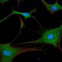Research team targets self-cannibalizing cancer cells