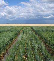 Researchers develop highest yielding salt tolerant wheat