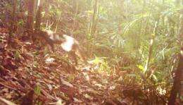 Rare Bay Cat spotted in Pulong Tau national park 