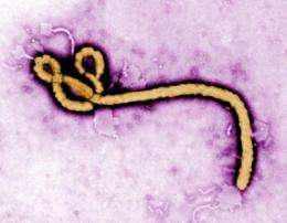 Experimental vaccine protects monkeys from new Ebola virus