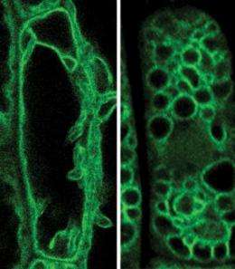 Researchers discover how the storehouses of plant cells are formed