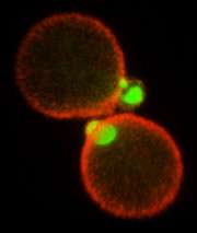 Researchers ID molecular link key for cell growth