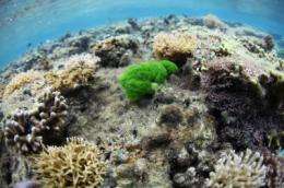 Researchers offer first proof that chemicals from seaweeds damage coral on contact