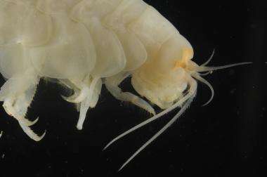 Scientists discover new species in one of world's deepest ocean trenches