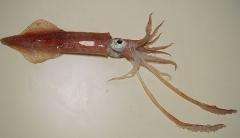 Longfin inshore squid