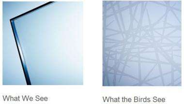 Bird-friendly glass looks like spider web to birds