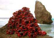 Red crabs lead the way in endurance running
