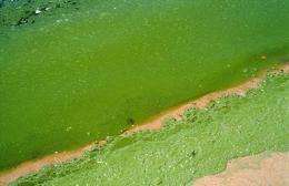 Reducing algal blooms with mining by-products