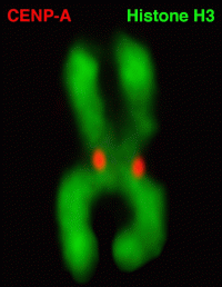At the Crossroads of Chromosomes: Penn Study Reveals Structure of Cell Division's Key Molecule