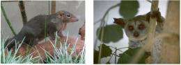 The ancestors of tree shrew (left) and bush baby (right)...