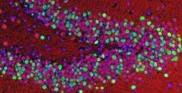 Malfunctioning gene associated with Lou Gehrig's disease leads to nerve-cell death in mice
