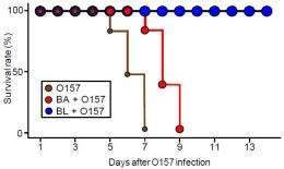 Discovery of 'probiotic transporters' unlocks secrets of infection-preventive bifidobacteria