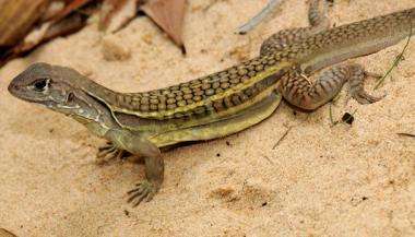 Newly identified self-cloning lizard found in Vietnam