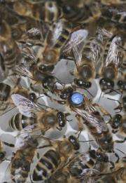 Bees reveal nature-nuture secrets