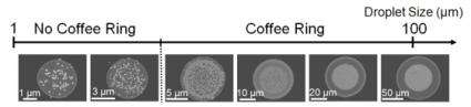 How world's smallest 'coffee ring' may help biosensors detect disease