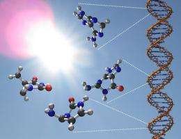 How do DNA components resist to damaging UV exposure?