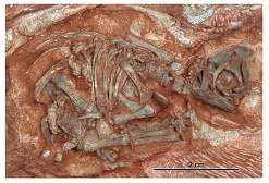 Oldest dinosaur embryos give insights into infancy and growth
