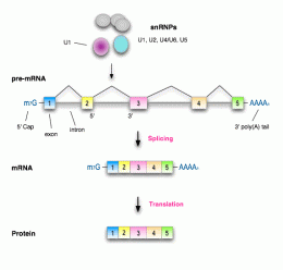 Identifying molecular guardian of cell's RNA