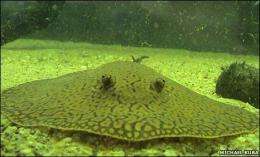 Stingrays Are Cute, And Pretty Smart Too!